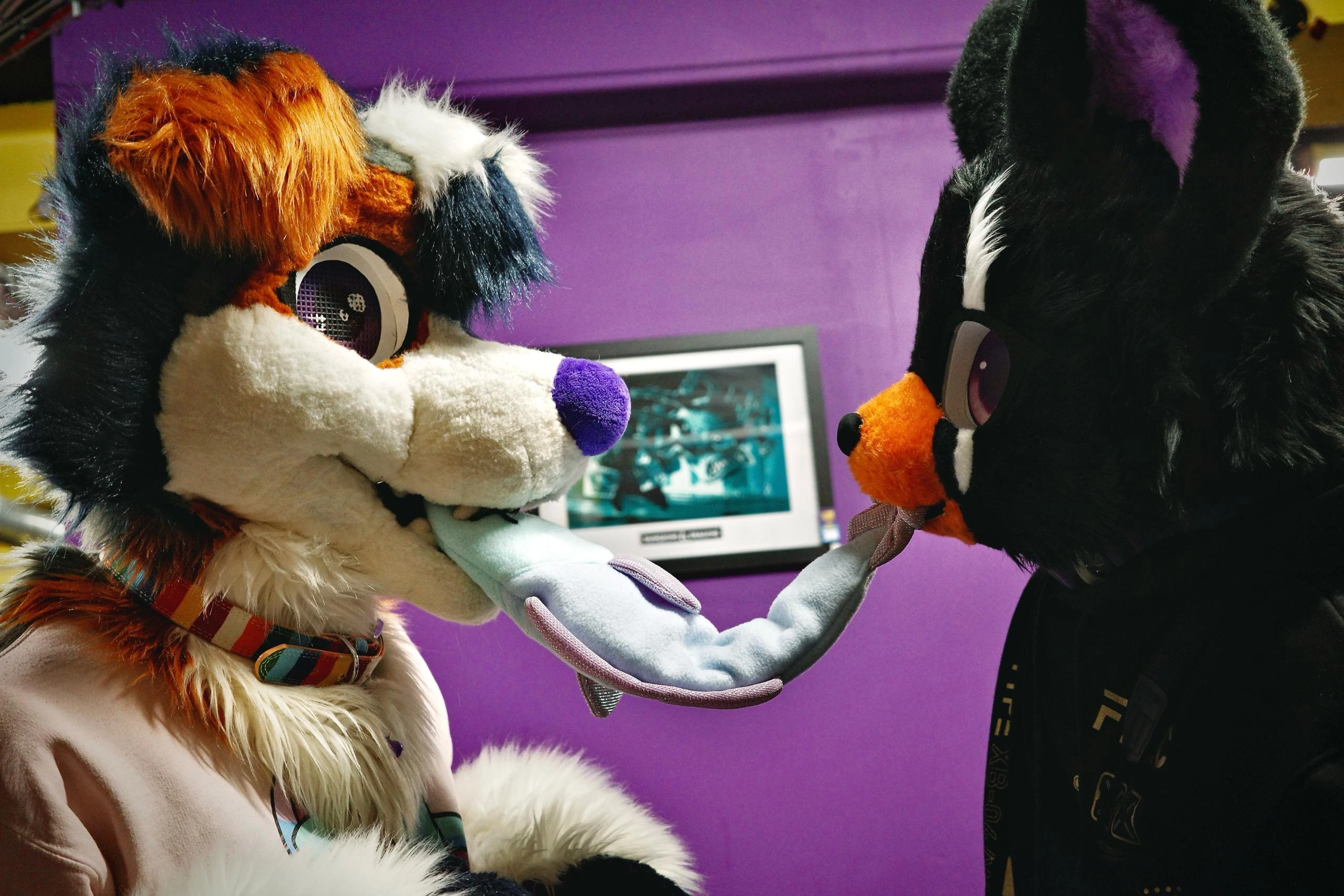 Photo of two fursuiters with a fake fish - inside, purple wall background